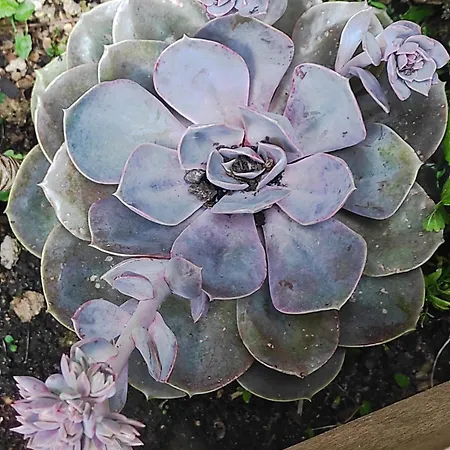 Alloggio in famiglia Les Plaisirs De La Ruralité *