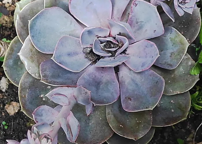 ホームステイ Les Plaisirs De La Ruralite *