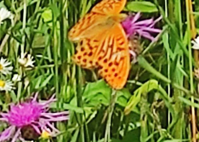 Les Plaisirs De La Ruralité * Vendresse